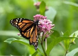 Varietas Tanaman Milkweed Tumbuh Tanaman Milkweed Berbeda Id Haenselblatt Com