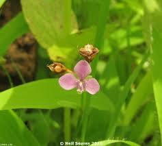Image result for Murdannia simplex