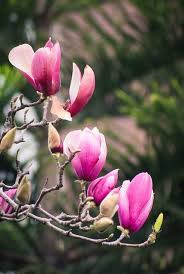 Free Image On Pixabay Magnolia Flower Spring Canton Magnolia Flower Flowers Photography Beautiful Flowers