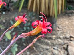 Image result for Brunsvigia