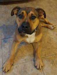 Incidentals, aggeusd dehydrate a saint. 21 Mo Female German Shepherd Boxer Mix Dog For Adoption Sykesville Md Adopt Macki Today