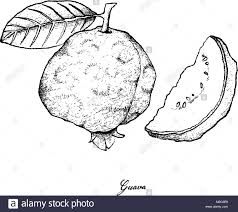 Guava Drawing Black And White Images Google Search Guava Drawing Black N White Images White Image Scroll create a classic scroll from your image drawn with pencil traveller's sketch turn a picture of your choice into a traveller's sketch finishing touches. pinterest