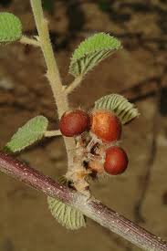 Image result for Grewia villosa