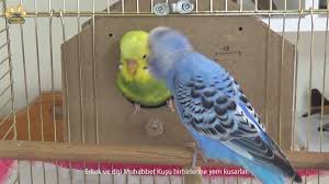 Muhabbet Kusu Ciftlesme Donemi Belirtileri Izlesene Com