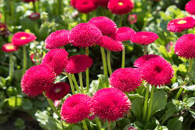 Image result for Bellis