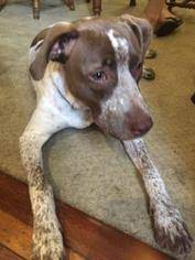 German shorthaired pointer and bluenose pitbull mix puppies. German Shorthaired Pointer Mix With Pitbull Petfinder