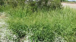 Image result for Eriochloa