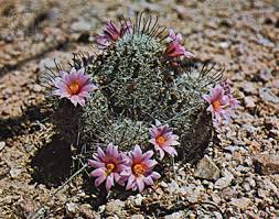 Trendy succulents are fun and find out how to boost your stock of succulents and cactus plants by propagating from leaf and stem cuttings. Fishhook Cactus Description Examples Britannica