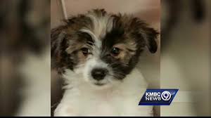 111,324 likes · 10,328 talking about this · 9,426 were here. Puppy Stolen From Mission S Unleashed Pet Rescue