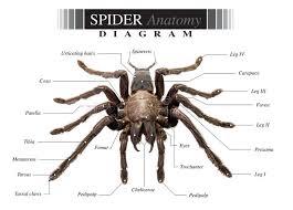 Spider Diagram Stock Photo Image Of Poison Eurypeima