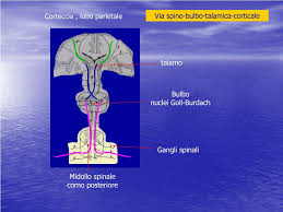 Il talamo è una sorta di sorvegliante che concorre a decidere quali sono le emozioni e i pensieri consentiti. Ppt Sistema Nervoso Vie Di Conduzione Motrici E Sensitive Powerpoint Presentation Id 3016532