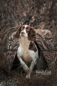 The Peach Blossom Special Super Retriever Series, hosted by the North  Louisiana Retriever Club, was one for the books! 🏆🐶 🎉 Macy Junek