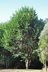 Image result for Bridelia