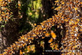 Michoacán de ocampo, michoacan (fi); Monarchfalter Monarch Butterflies Im Reserva Biosfera Mariposa Monarca Michoacan Www Wilde Weite Welt De