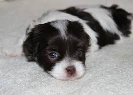 The cost to buy or adopt a havanese: Havahug Havanese Puppies Havahug Havanese Puppies Of Michigan