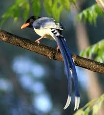 Blue bird with long tail. Birds Of India Bird World Yellow Billed Blue Magpie