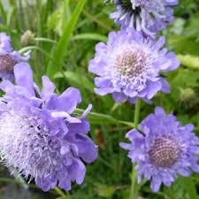 Maybe you would like to learn more about one of these? Duifkruid Scabiosa Japonica Var Alpina