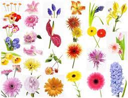 Different types of flowers hd images. Hd Flower Pictures Free Stock Photos Download 13 006 Free Stock Photos For Commercial Use Format Hd High Resolution Jpg Images