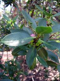 Image result for Myoporum laetum