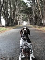 Check spelling or type a new query. Good Dogs In The Great Outdoors Garden Gun