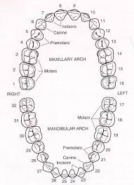 qualified dental chart with teeth numbers tooth chart with