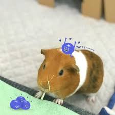 Pin On Guinea Pig
