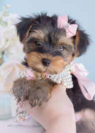 Beautiful Toy Yorkie Puppy Yorkshire Terrier Puppies Teacup Puppies For Sale Toy Yorkie