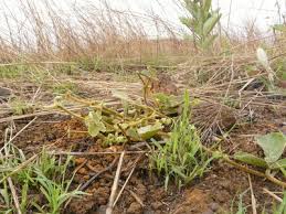 Image result for Pseudovigna