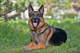 Multiple Myeloma Or Bone Marrow Cancer In Dogs Pets4homes