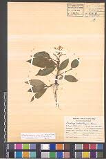 Image result for Aneilema umbrosum