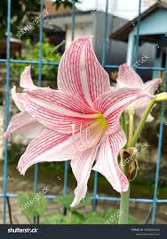 Image result for Amaryllidaceae