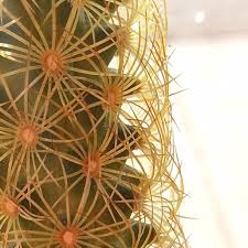 Check spelling or type a new query. Mammillaria Elongata Lady Finger Cactus In Gardentags Plant Encyclopedia