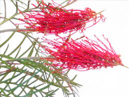 A useful large shrub for informal hedging and screening, with its dense growth habit and ability to grow in most red hooks. Grevillea Red Hook Australian Native Plants Plants 800 701 6517