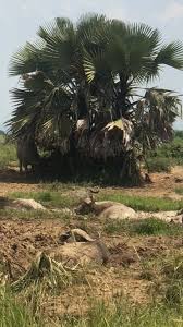 Image result for Grewia mollis