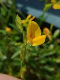 Image result for Zornia