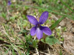 Image result for Viola abyssinica