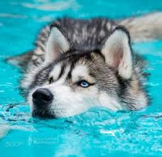 Ribuan gambar baru setiap hari sepenuhnya gratis untuk digunakan video dan gambar berkualitas tinggi dari pexels. Blue Eyes Loveing And Careing Dog With Blue Eyes And Attractive Attitude Siberian Husky Dog Cute Husky Puppies Husky Dogs