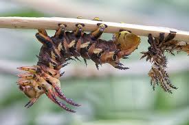 Vulcan termite and pest control, inc was established in 1965 and is one of the largest family owned and operated termite and pest control companies in alabama. Scariest Bugs In The World Vulcan Termite Pest Control
