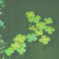 Image result for Marsilea nubica