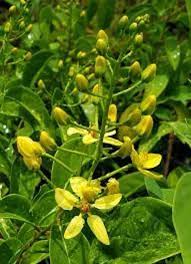 Image result for Tristellateia africana