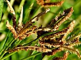 Image result for Eleusine coracana