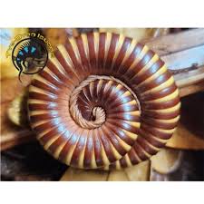 Image result for Telosma africana