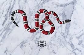 Are you searching for snake gucci png images or vector? Gucci Snake Wallpapers Top Free Gucci Snake Backgrounds Wallpaperaccess