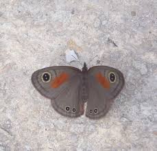 Image result for Sartidia angolensis