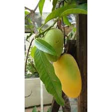 Mawar hitam sebagai makna mulainya sesuatu yang baru. Buy Pokok Mangga Mas Hitam Hybrib Seetracker Malaysia