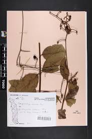 Image result for Ancylobothrys amoena