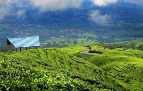Terletak di kaki gunung ungaran, perkebunan teh ini memberikan padamu suasana alam yang sejuk dengan pemandangan indah di sekelilingnya. 5 Kebun Teh Sejuk Di Joglosemar Siap Memanjakan Mata Kamu