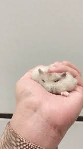 Doin A Heckin Slep On My Favourite Hooman Hand Gif Https Ift Tt 2pxukjn Cute Hamsters Hamster Pet Birds