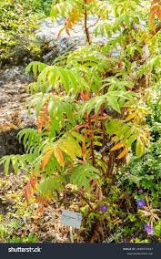 Image result for Hagenia abyssinica