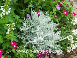 Image result for Senecio mariettae